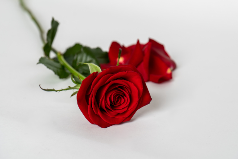 Howick Florist Botany Downs Florist & East Auckland same day delivery flowers Howick Florist