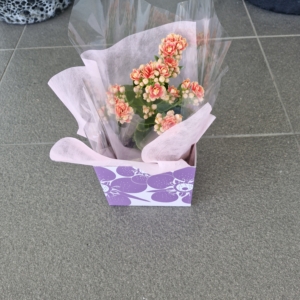 Kalanchoe Assorted Plant