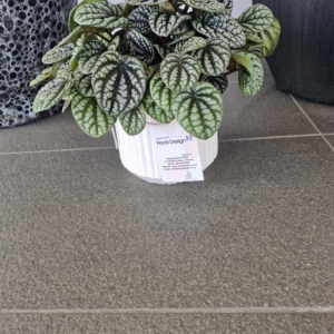 Peperomia Burbella