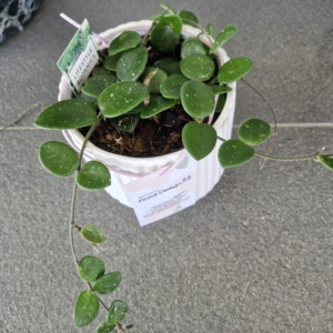 Hoya Mathilda
