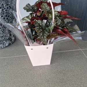 Begonia Black Forest
