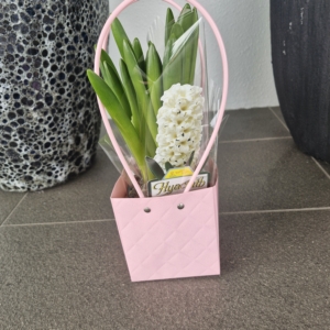 Hyacinth Assorted